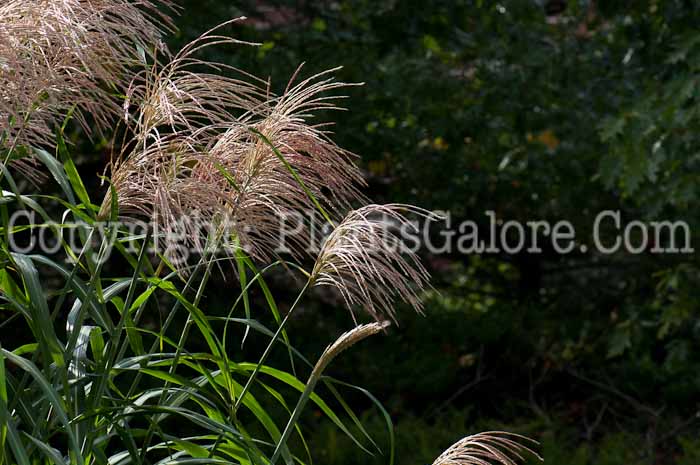 PGC-G-Miscanthus-sinensis-Big-Kahuna-flower-1