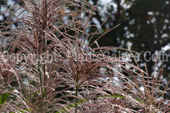 PGC-G-Miscanthus-sinensis-Big-Kahuna-flower-2