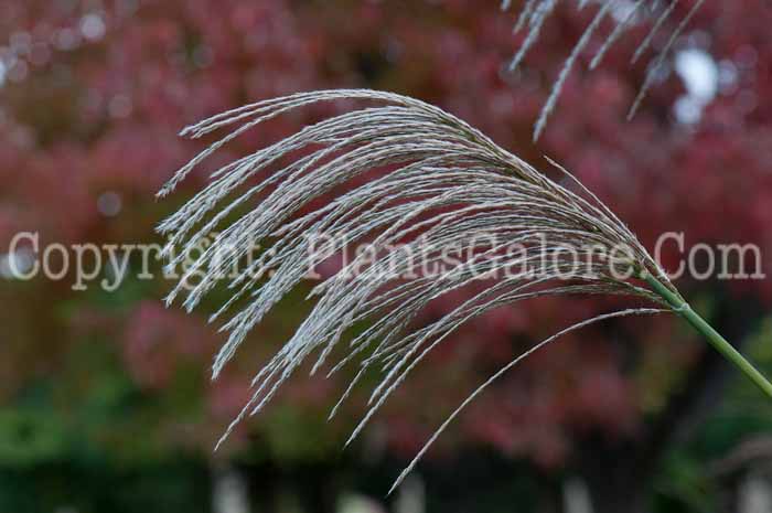 PGC-G-Miscanthus-sinensis-Big-Kahuna-flower-4