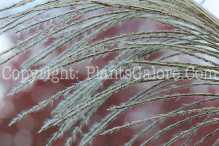 PGC-G-Miscanthus-sinensis-Big-Kahuna-flower-5