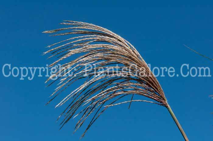 PGC-G-Miscanthus-sinensis-Big-Kahuna-flower-6