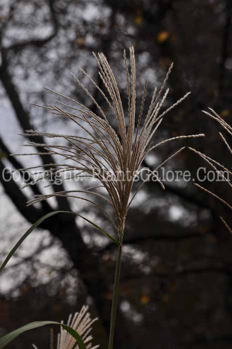 PGC-G-Miscanthus-sinensis-Big-Kahuna-flower-8
