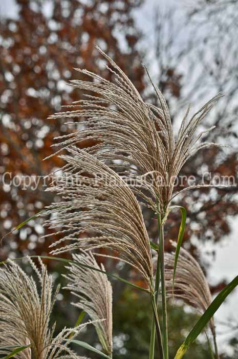 PGC-G-Miscanthus-sinensis-Big-Kahuna-flower-9