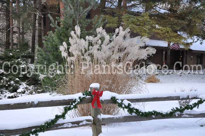 PGC-G-Miscanthus-sinensis-Big-Kahuna-plant-1