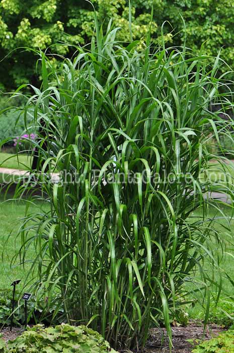 PGC-G-Miscanthus-sinensis-Big-Kahuna-plant-2