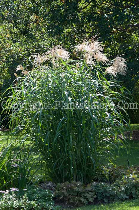 PGC-G-Miscanthus-sinensis-Big-Kahuna-plant-3