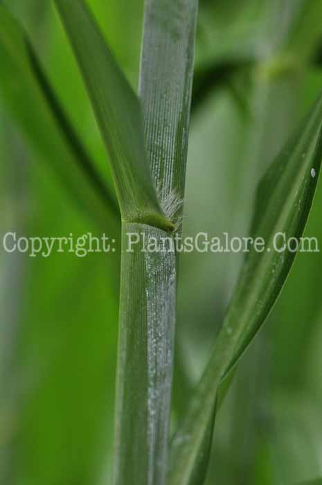 PGC-G-Miscanthus-sinensis-Big-Kahuna-stem-1