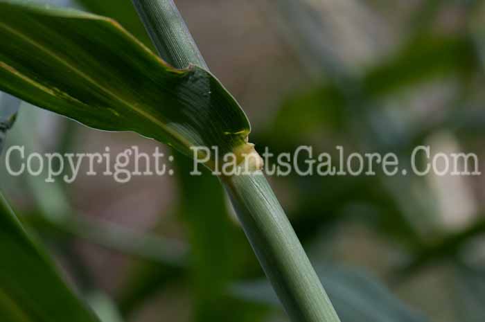 PGC-G-Miscanthus-sinensis-Big-Kahuna-stem-2