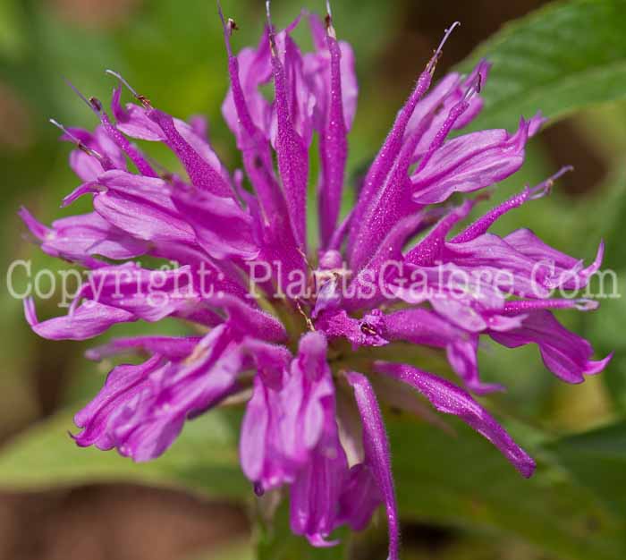 PGC-P-Monarda-Grand-Parade-0614b-1