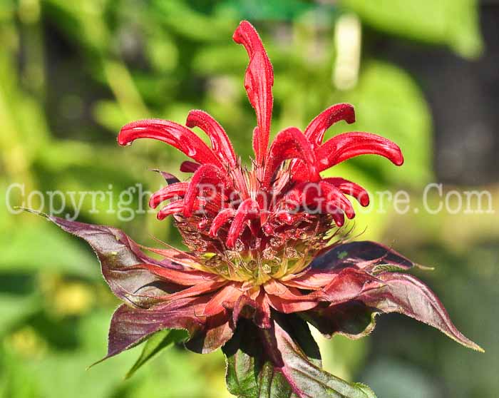 PGC-P-Monarda-Jacob-Cline-aka-Beebalm-2
