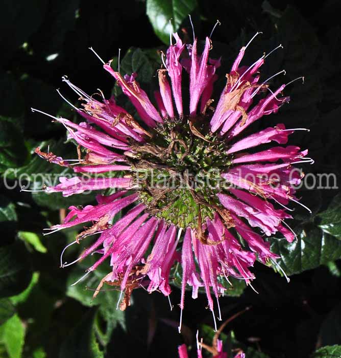 PGC-P-Monarda-Pardon-My-Pink-813-1