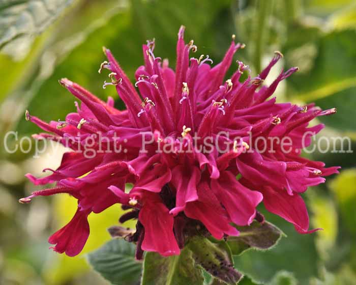 PGC-P-Monarda-didyma-Gardenview-Scarlet-2-2010