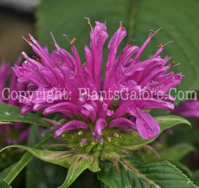 PGC-P-Monarda-didyma-Grand-Parade-2010-a01
