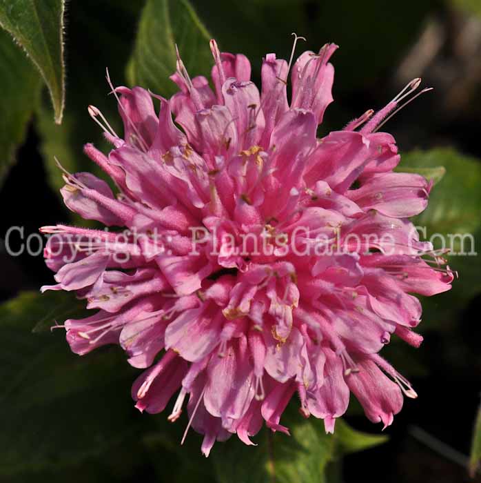PGC-P-Monarda-didyma-Petite-Delight-2010-a01