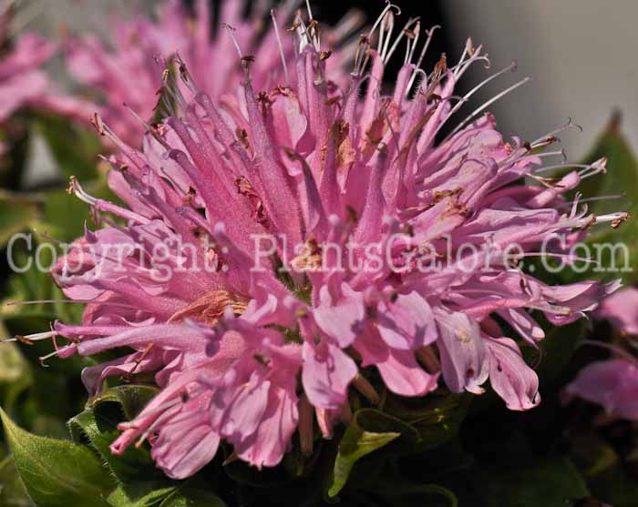 PGC-P-Monarda-didyma-Petite-Wonder-1-2010