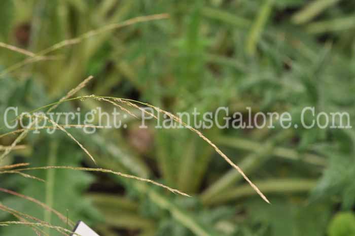 PGC-G-Muhlenbergia-schreberi-MSU-9-2011-001