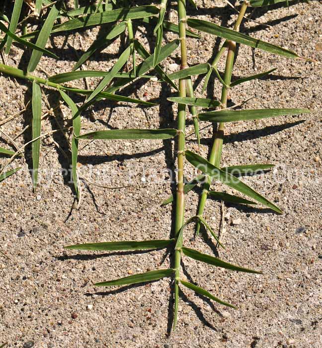 PGC-G-Muhlenbergia-schreberi-aka-Nimblewill-1213-2