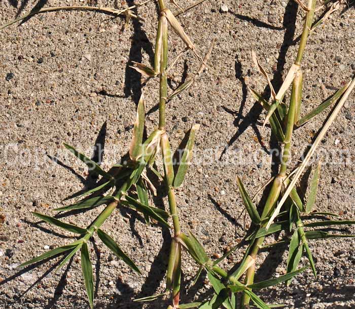PGC-G-Muhlenbergia-schreberi-aka-Nimblewill-1213-3