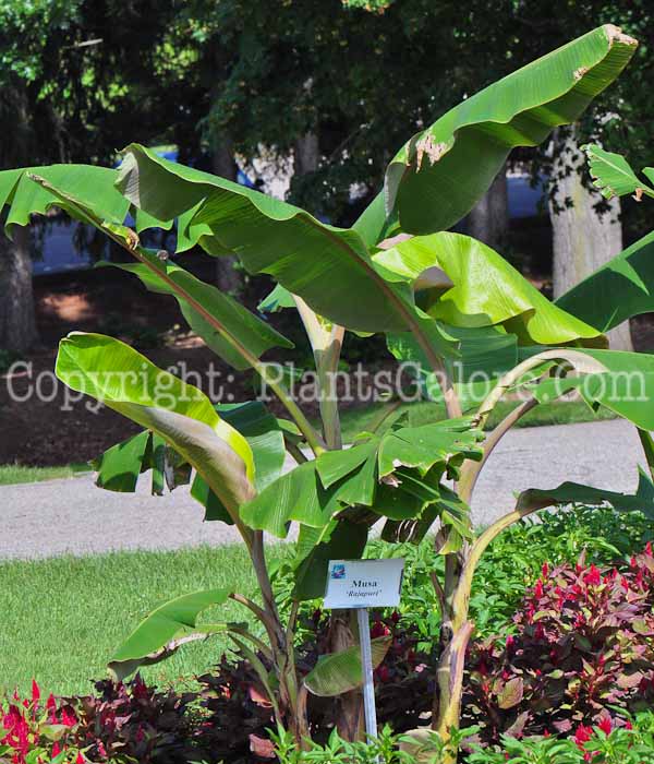 PGC-T-Musa-Rajapuri-aka-Banana-713-2