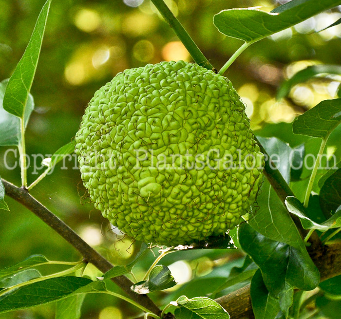 PGC-T-Maclura-pomifera-aka-Osage-Orange-2012-2