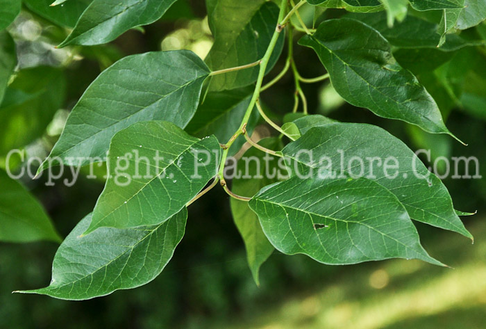 PGC-T-Maclura-pomifera-aka-Osage-Orange-2012-3