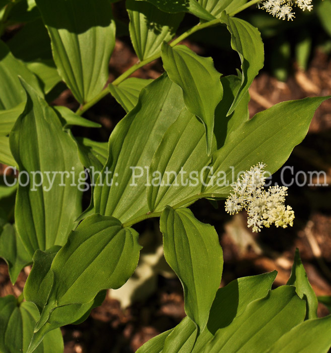 PGC-P-Maianthemum-racemosum-aa-2010-02