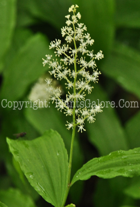 PGC-P-Maianthemum-racemosum-aa-2010-04