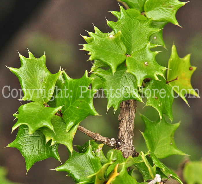 PGC-S-Malpighia-coccigera-aka-Dwarf-Holly-0613-4