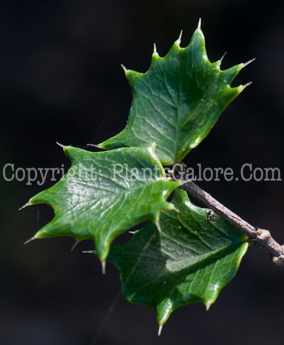 PGC-S-Malpighia-coccigera-aka-Dwarf_Holly-1013o-3