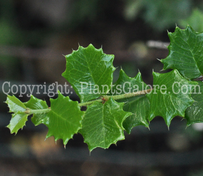PGC-S-Malpighia-coccigera-aka-Dwarf-Holly-leaves-2