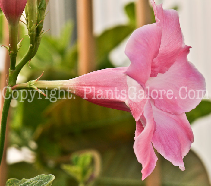 PGC-V-Mandevilla-Alice-Dupont-2-2010