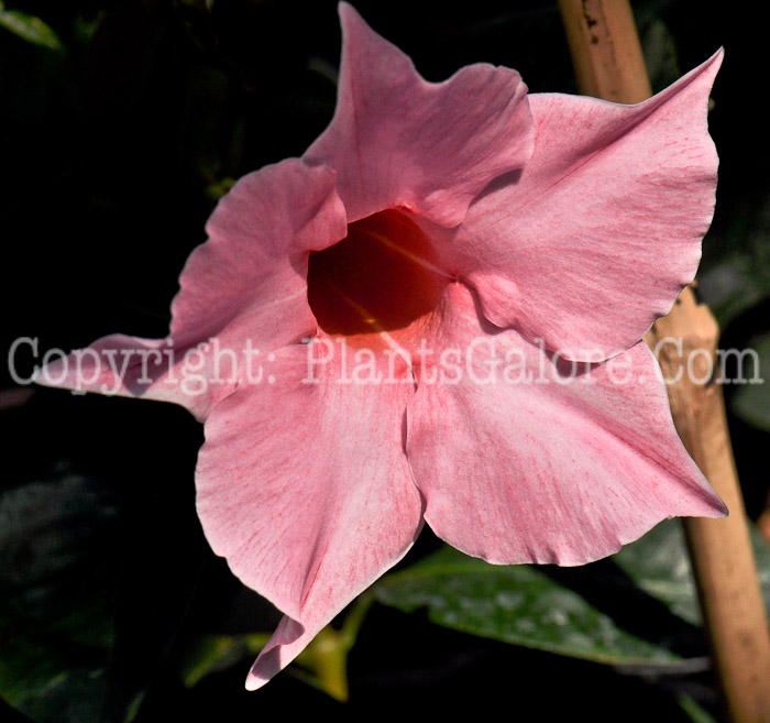 PGC-V-Mandevilla-Cream-Pink-03-2012-2