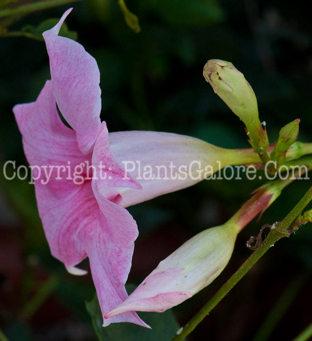 PGC-V-Mandevilla-Cream-Pink-0514b-2