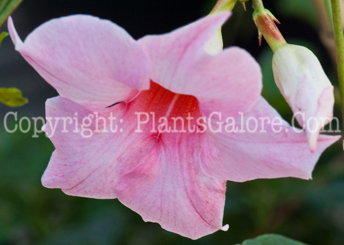 PGC-V-Mandevilla-Cream-Pink-0514b-3