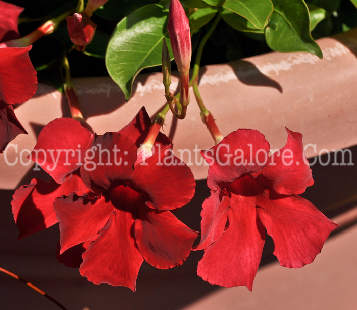 PGC-V-Mandevilla-Crimson-Red-MSU-8-2011-001