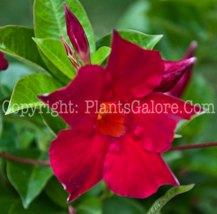 PGC-V-Mandevilla-Crimson-series-Sun-Parasol-1013p-1