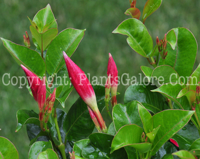 PGC-V-Mandevilla-Crimson-series-Sun-Parasol-813-2