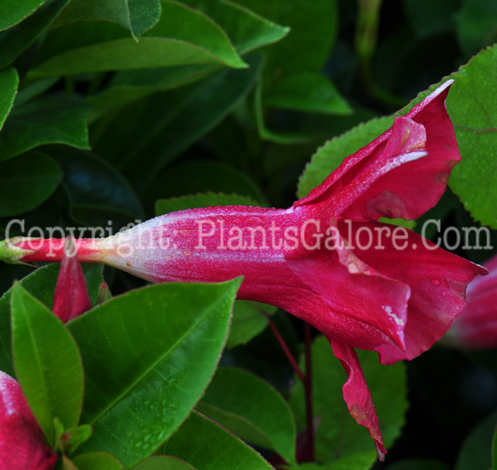 PGC-V-Mandevilla-Crimson-series-Sun-Parasol-813d-1