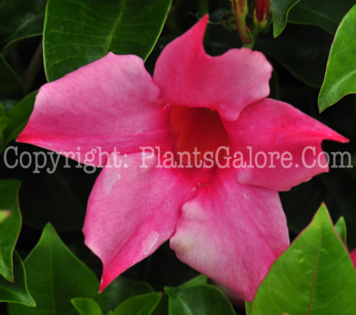 PGC-V-Mandevilla-Pink-series-Sun-Parasol-813-1