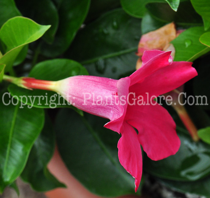 PGC-V-Mandevilla-Pink-series-Sun-Parasol-813-2