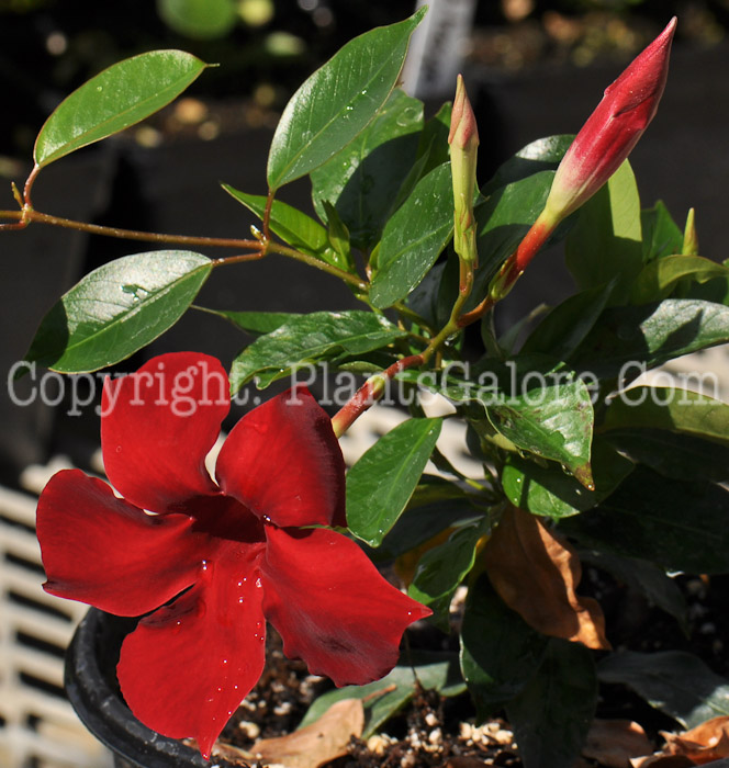 PGC-V-Mandevilla-Pretty-Crimson-msu-03-2012-3