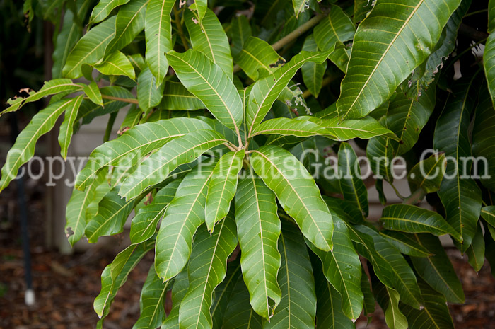 PGC-T-Mangifera-indica-aka-Mango-0114-2