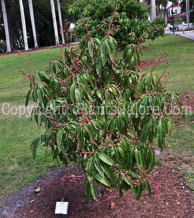 PGC-T-Mangifera-indica-aka-Mango-2013-2