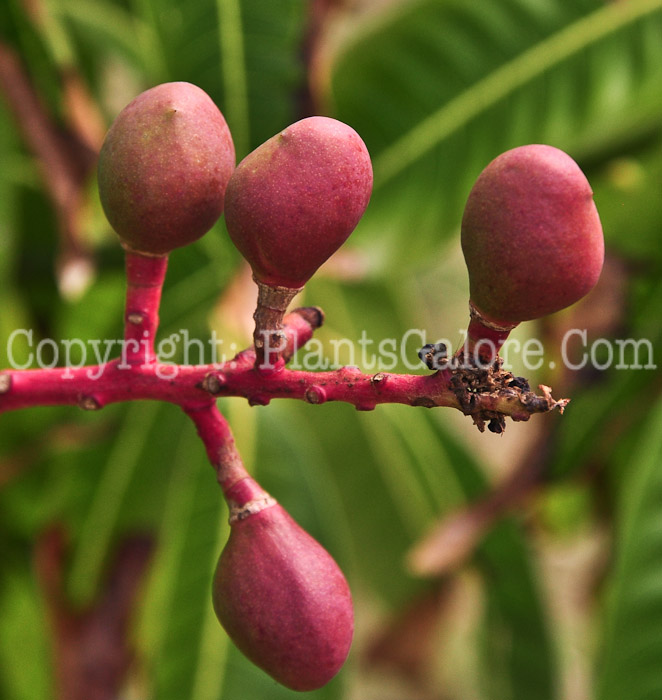 PGC-T-Mangifera-indica-aka-Mango-2013-3