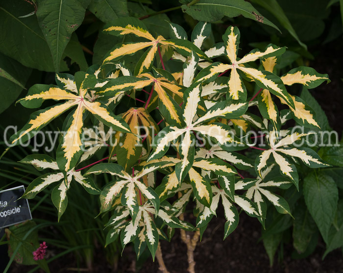 PGC-P-Manihot-esculenta-Variegata-0714-1