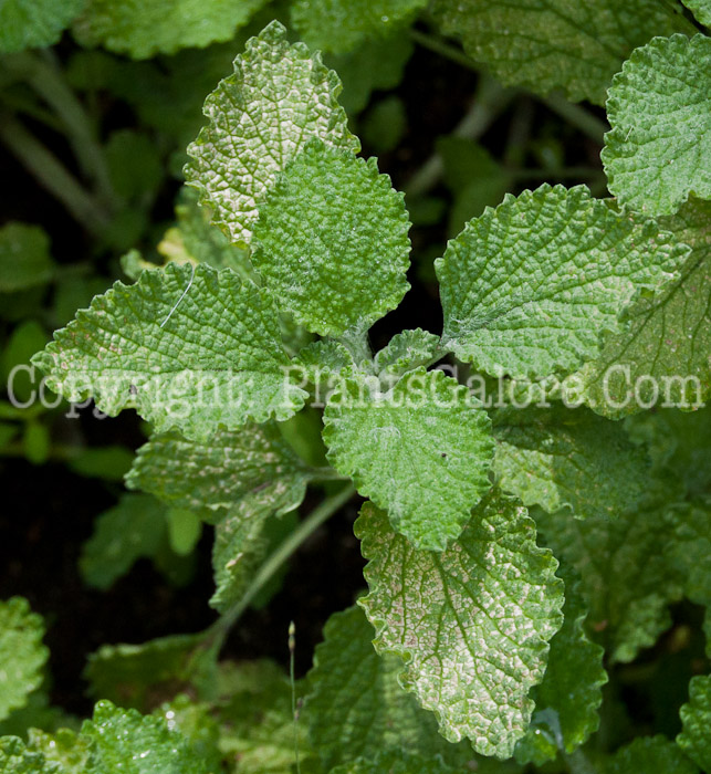 PGC-P-Marrubium-vulgare-aka-Horehound-1013-1