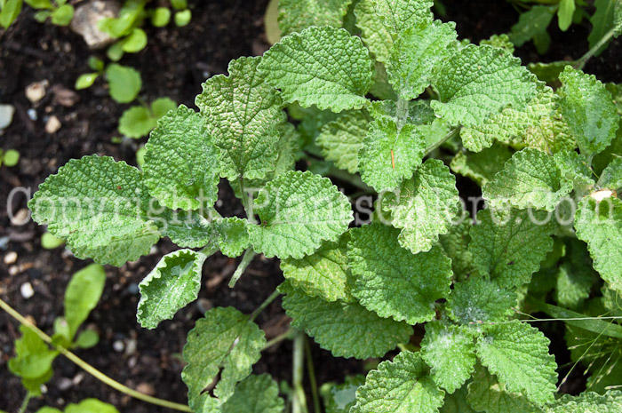 PGC-P-Marrubium-vulgare-aka-Horehound-1013-2