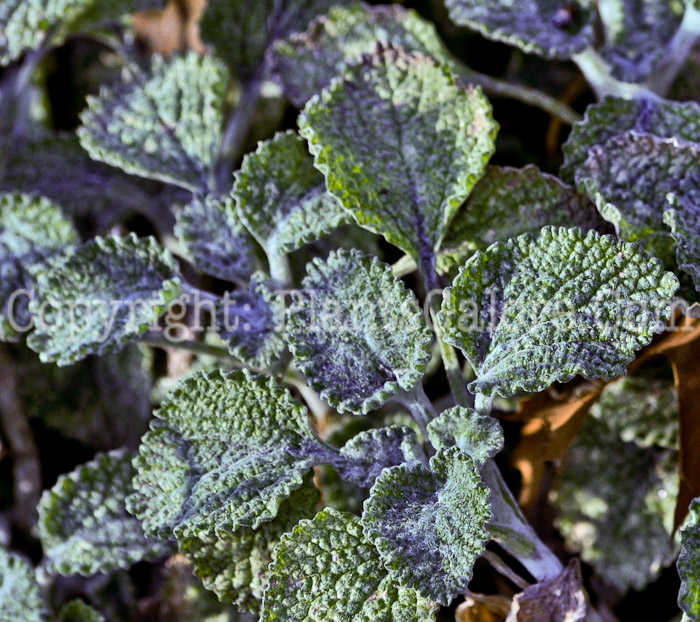 PGC-P-Marrubium-vulgare-aka-Horehound-2013-1