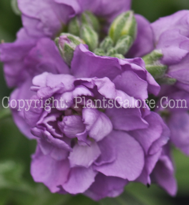 PGC-A-Matthiola-Midget-Lavender-Stock-2011-01