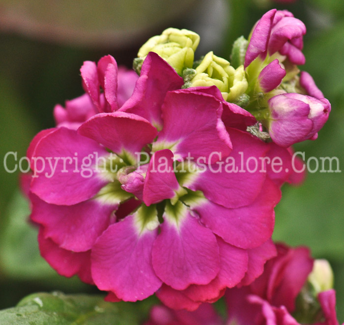 PGC-A-Matthiola-Midget-Rose-Stock-2011-02